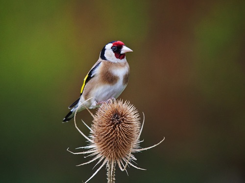 Goldfinch Portrait.jpg Goldfinch Portrait.jpg